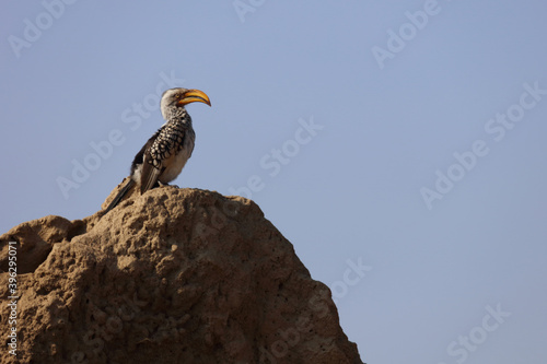 Südlicher Gelbschnabeltoko / Southern yellow-billed hornbill / Tockus leucomelas
