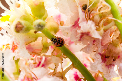 ladybug on Horse-chestnut (Aesculus hippocastanum, Conker tree). flowers and leaf on white background