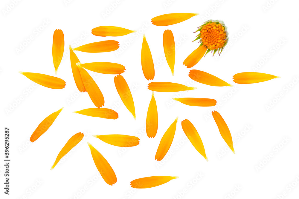 Orange flower marigold, top view. Calendula petals, marigold isolated on white background. Calendula petals close up, flat lay. Marigold petals on a white background.