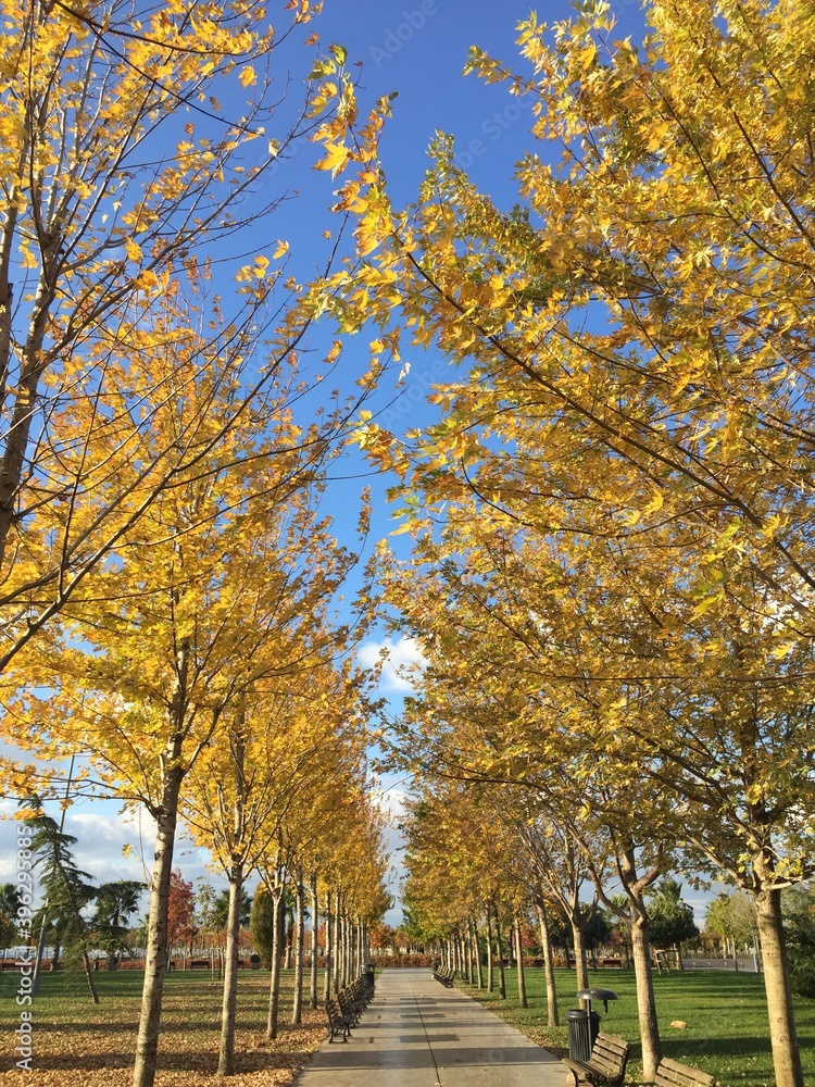 Naklejka premium Autumn landscape yellow orange tree leaf 