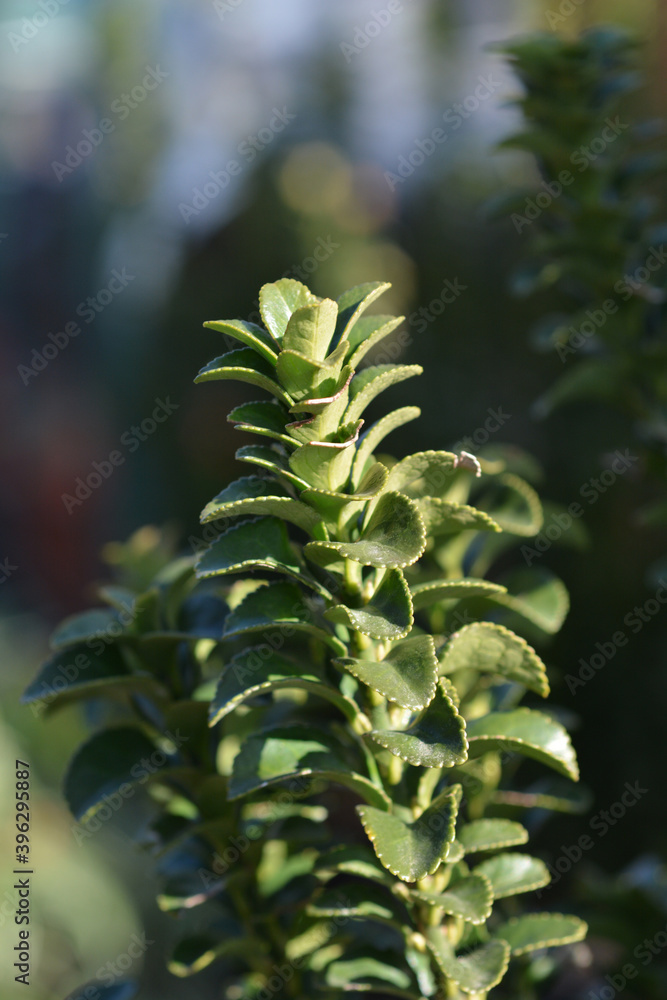 Japanes spindle Erecta Japanes spindle Erecta