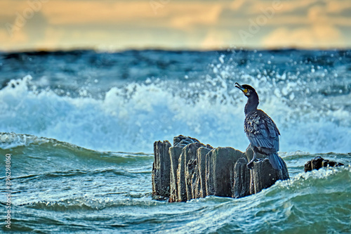 Kormorane ( Phalacrocorax carbo ). photo