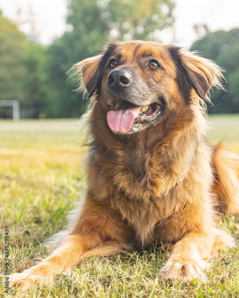 Obedient adult male long-haired mixed breed big size dog adopted from a shelter seen performing great during an outdoors training session on a summer day in northern Italy