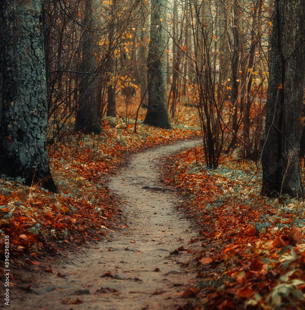 Fototapeta premium magic forest and path leading trough it