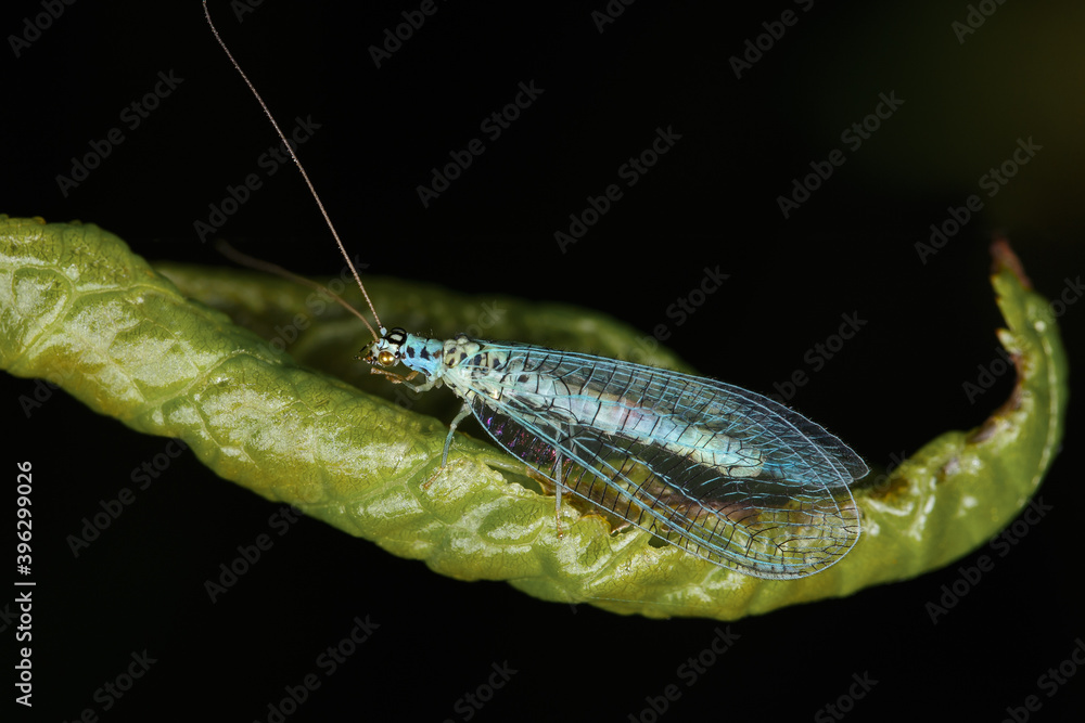 Lacewing on a dark background. Lacewing on a dark background.
