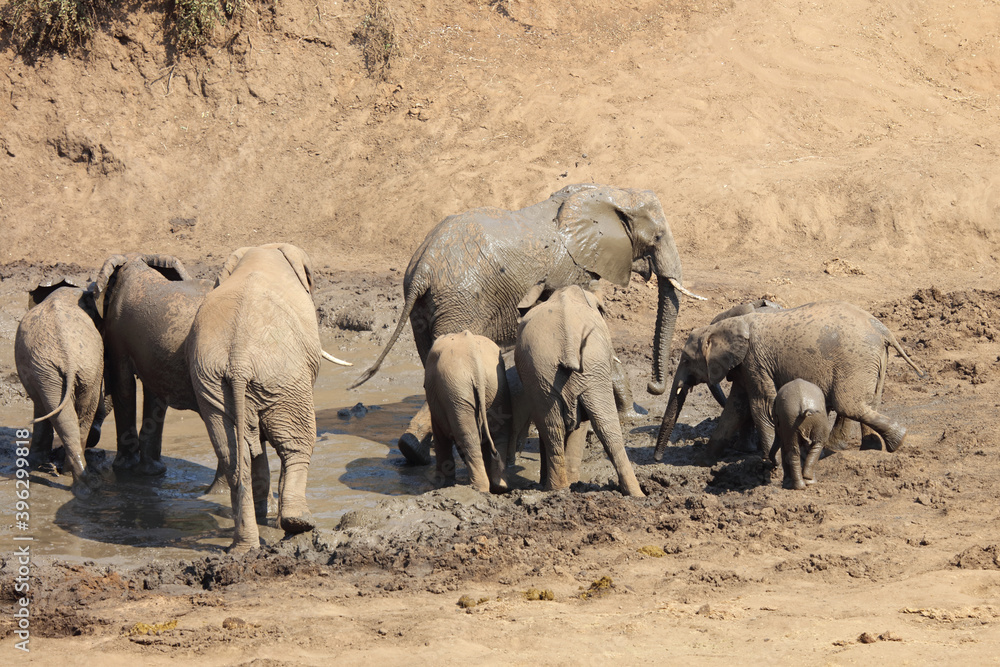 Afrikanischer Elefant im Mphongolo River/ African elephant in Mphongolo River / Loxodonta africana. Afrikanischer Elefant im Mphongolo River/ African elephant in Mphongolo River / Loxodonta africana.