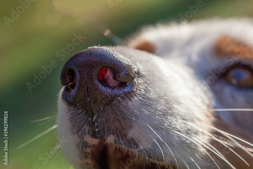 Macro de nariz de perro