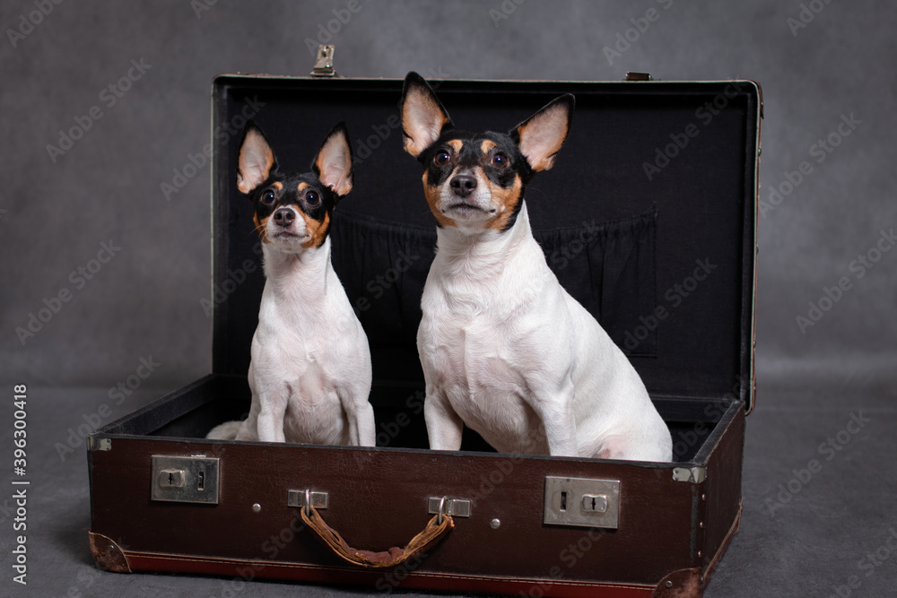 Two dogs in a suitcase on a gray background