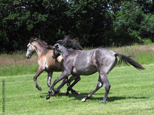 Two Young Horses