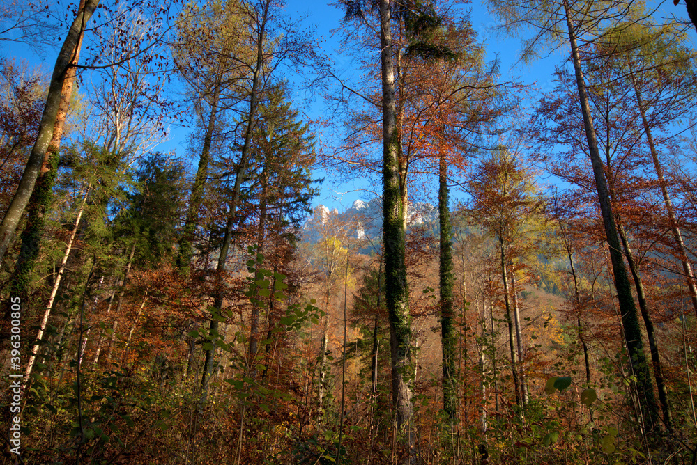 Fototapeta premium Farbenfroher Wald in Liechtenstein 11.11.2020