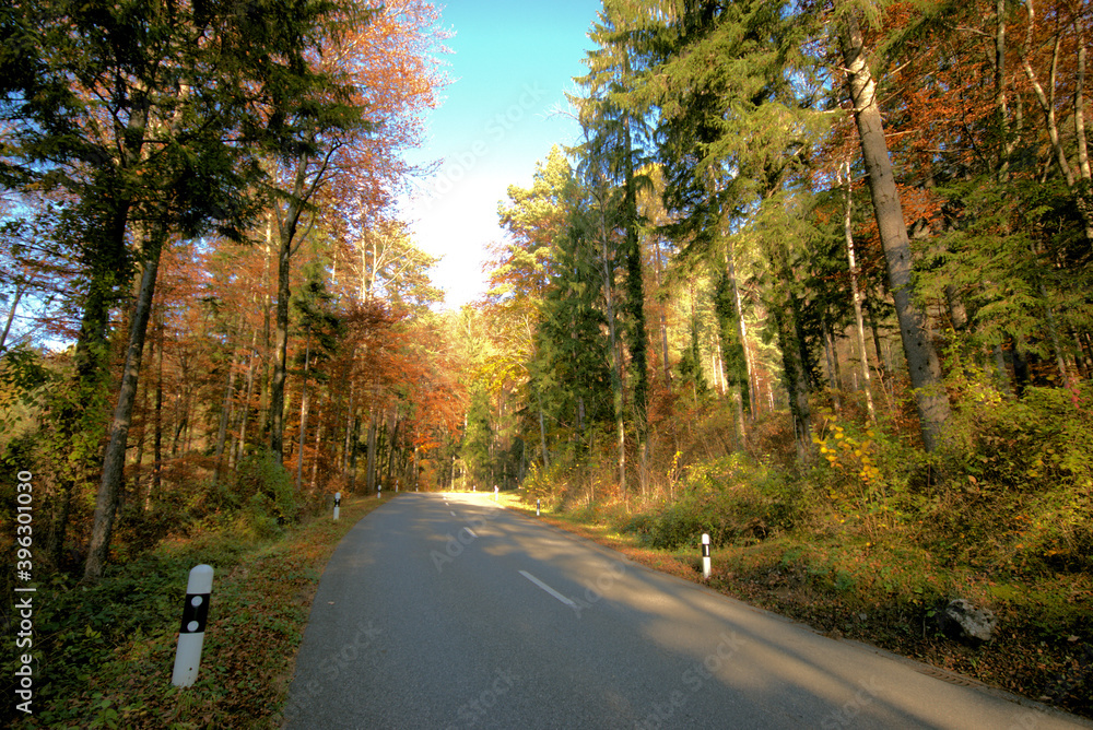 Fototapeta premium Farbenfroher Wald in Liechtenstein 11.11.2020