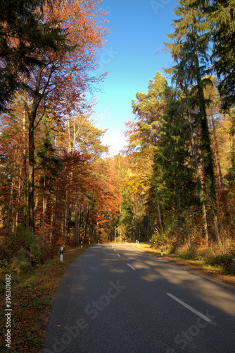 Farbenfroher Wald in Liechtenstein 11.11.2020