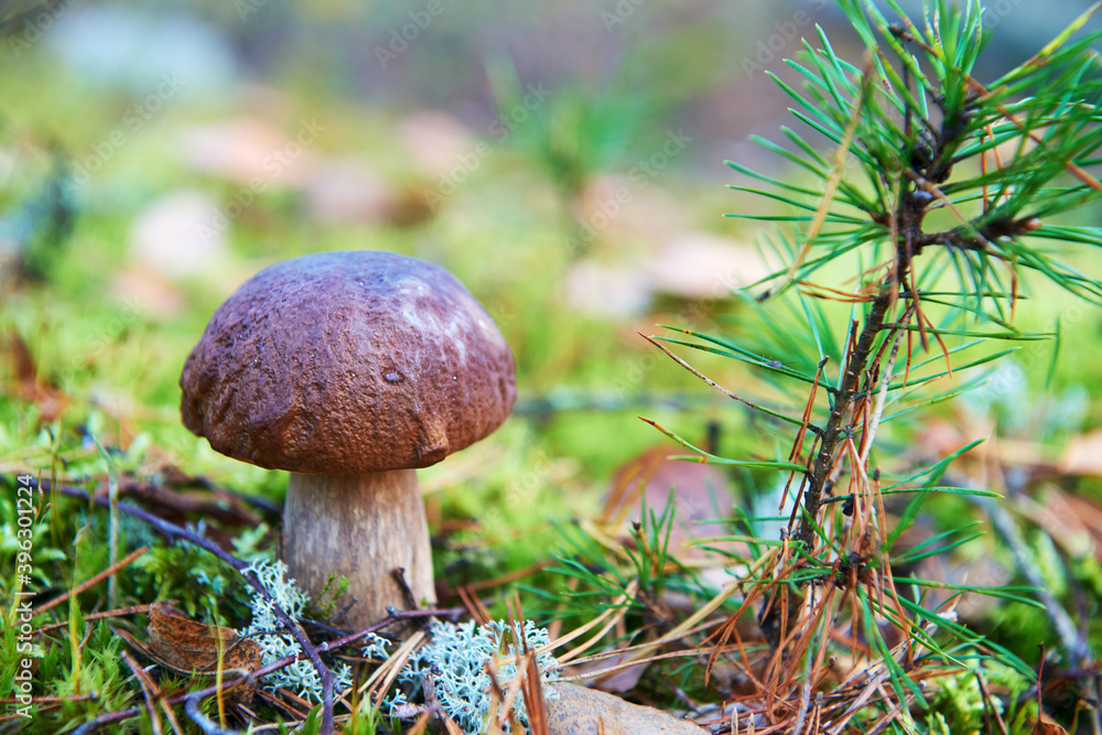 Boletus edulis mushroom in sunny day. Amazing forest mushrooms closeup background. Boletus edulis mushroom in sunny day. Amazing forest mushrooms closeup background.