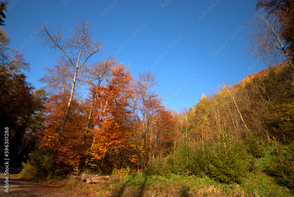 Farbenfroher Wald in Liechtenstein 11.11.2020 Farbenfroher Wald in Liechtenstein 11.11.2020