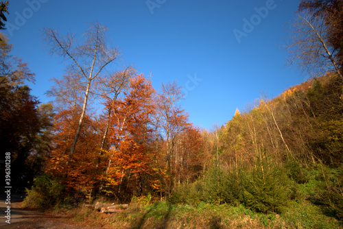 Farbenfroher Wald in Liechtenstein 11.11.2020