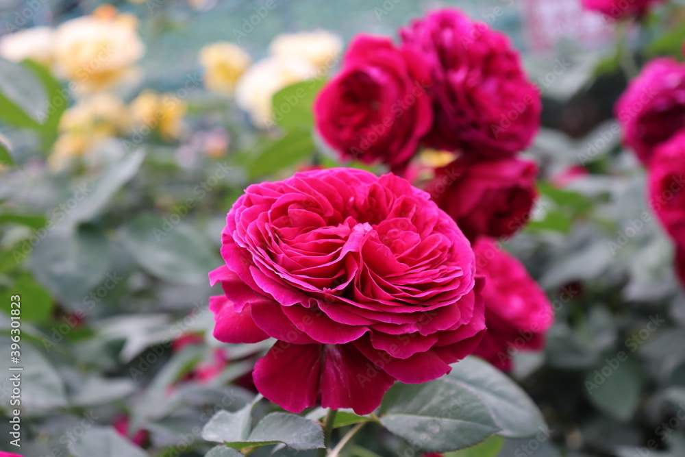 Close up view of beautiful pink rose in a garden with blurred background Close up view of beautiful pink rose in a garden with blurred background