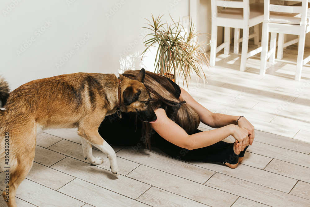 Fototapeta premium a woman is engaged in stretching at home on the floor, next to her large dog.