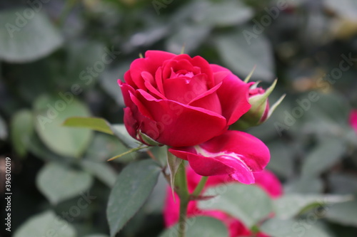 Close up view of beautiful pink rose in a garden with blurred background