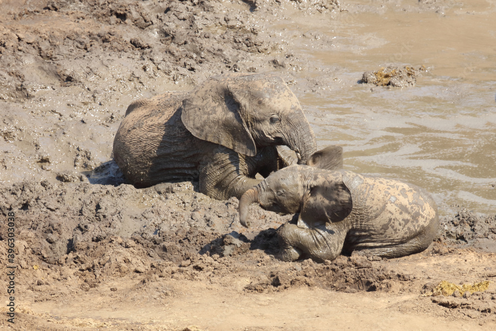 Fototapeta premium Afrikanischer Elefant im Mphongolo River/ African elephant in Mphongolo River / Loxodonta africana.