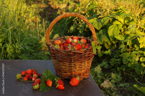 Red ripe juicy strawberries in a wicker basket  harvest in the village
