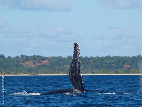  Beautiful view of humpback whale pectoral swimming in Sainte Marie channel surrounded by a blue ocean and green mountains during a beautiful day, Madagascar © Cetamadaasso