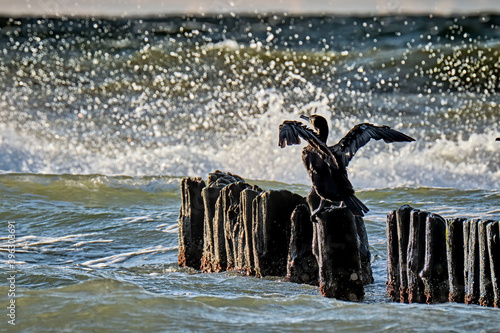 Kormorane ( Phalacrocorax carbo ). photo