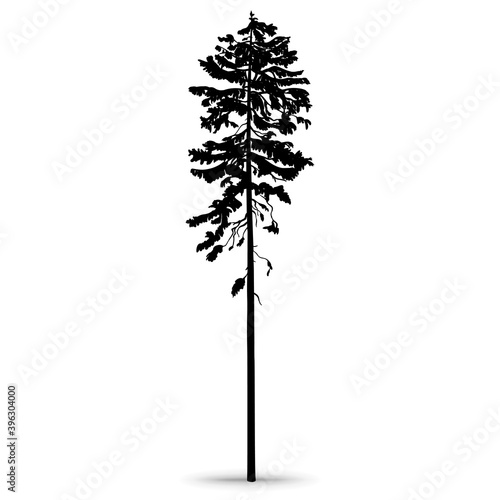 Forest pine. Tall ship pine. Hand-drawn silhouette, 
 illustration on a white background.