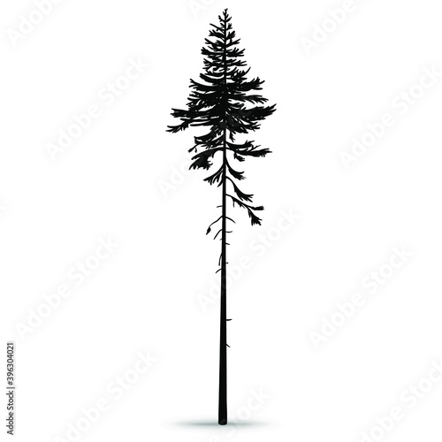 Forest pine. Tall ship pine. Hand-drawn silhouette, vector illustration on a white background.