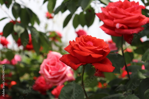 Close up view of beautiful pink rose in a garden with blurred background