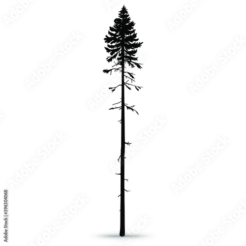 Forest pine. Tall ship pine. Hand-drawn silhouette, vector illustration on a white background.