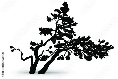 Crooked pine. Mountain pine bent in the wind. Hand-drawn silhouette, vector illustration on a white background.