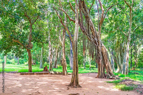 The forest with banyan trees, Maligawila, Sri Lanka photo