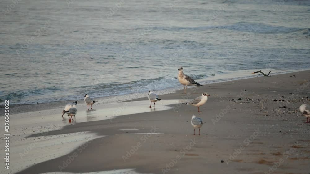 Sea water birds gathering food by the sea Sea water birds gathering food by the sea