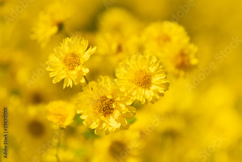 Closeup Yellow chrysanthemum flower in the garden