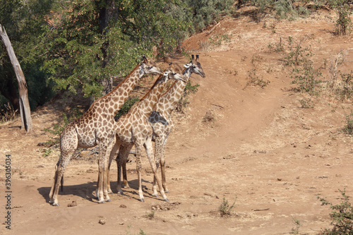 Photography Giraffe / Giraffe / Giraffa Camelopardalis