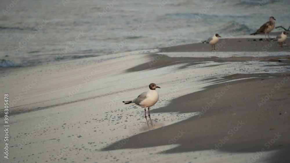 Sea water birds gathering food by the sea Sea water birds gathering food by the sea