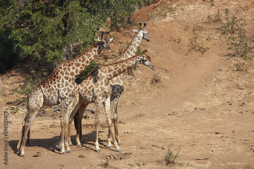 Giraffe   Giraffe   Giraffa Camelopardalis