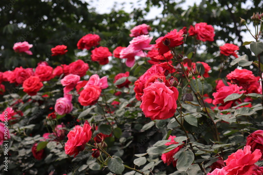 beautiful landscape of a bush of colorful red and pink roses in a garden with clear sky background beautiful landscape of a bush of colorful red and pink roses in a garden with clear sky background