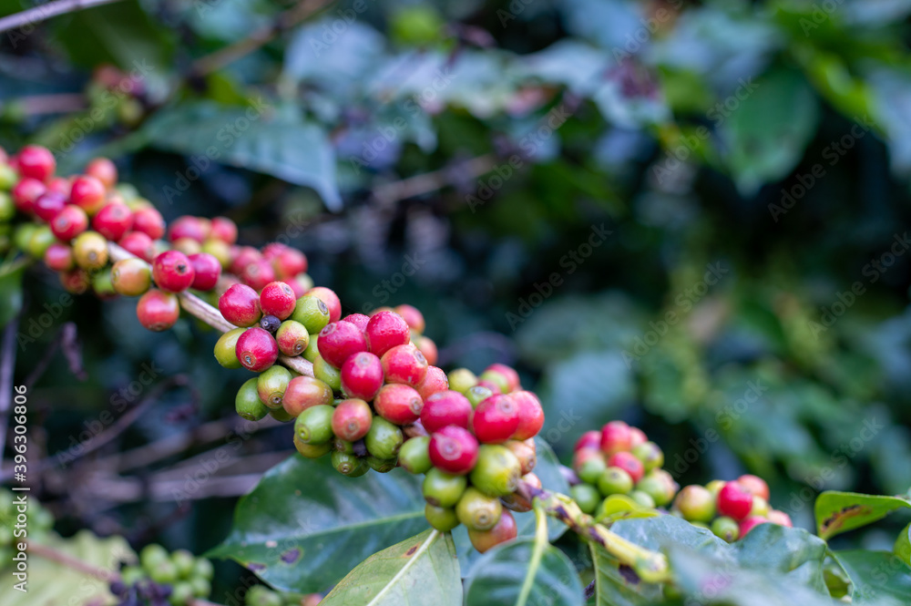 Red and green beans of coffee on tree at Phahee, Chiang rai, Thailand