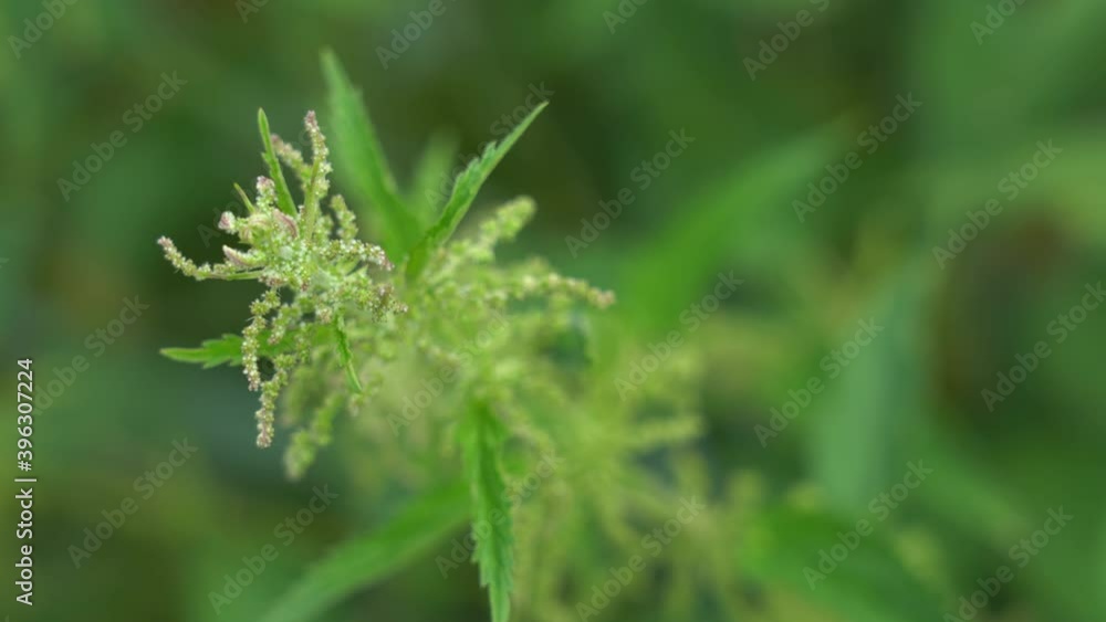 Closeup view 4k video of green fresh nettle plant growing outside.