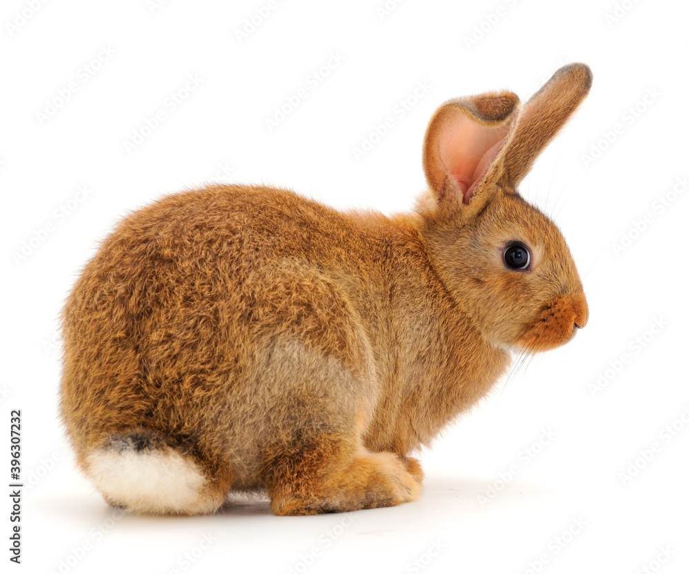 Obraz premium Brown rabbit isolated.