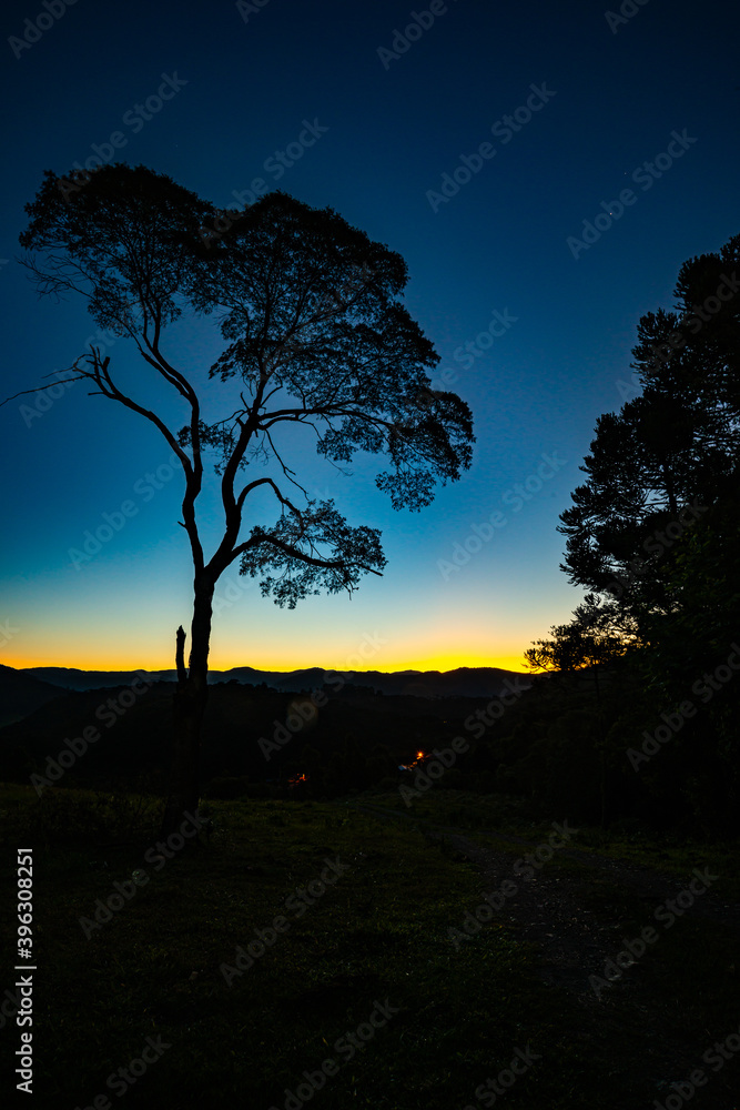 Bracatinga: tree native to the south of Brazil. Bracatinga: tree native to the south of Brazil.