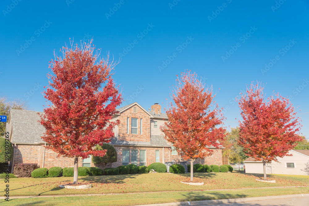 Colorful red maple trees near two story houses in suburbs Dallas, Texas, America