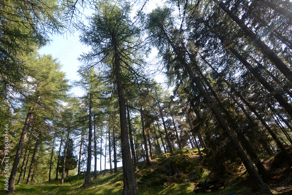 Immense pine forest on the Piedmont Alps in Val di Susa. Immense pine forest on the Piedmont Alps in Val di Susa.