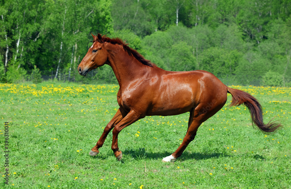 Thoroughbrd horse run and play in summer meadow Thoroughbrd horse run and play in summer meadow
