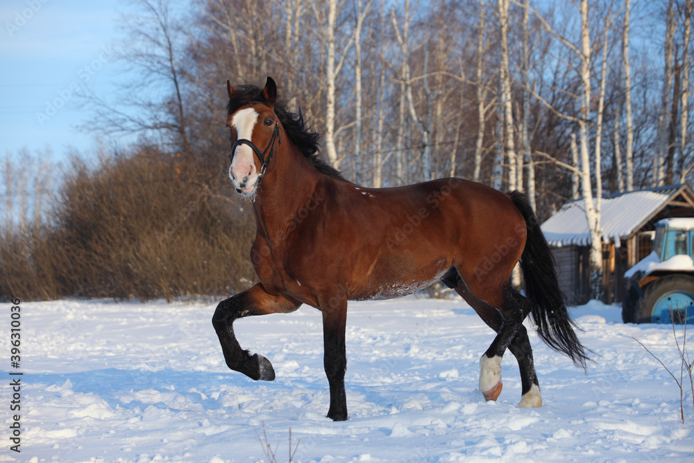 Beautiful sports horse runs in winter farm Beautiful sports horse runs in winter farm