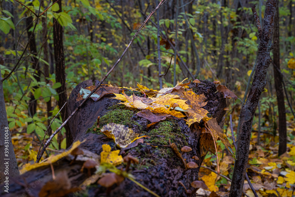 Beautiful yellow, red and orange autumn leaves on a big piece of log. Picture from Scania county, southern Sweden Beautiful yellow, red and orange autumn leaves on a big piece of log. Picture from Scania county, southern Sweden
