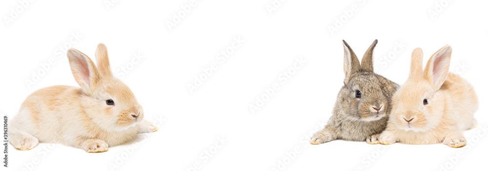 gray and red rabbit on a white background gray and red rabbit on a white background