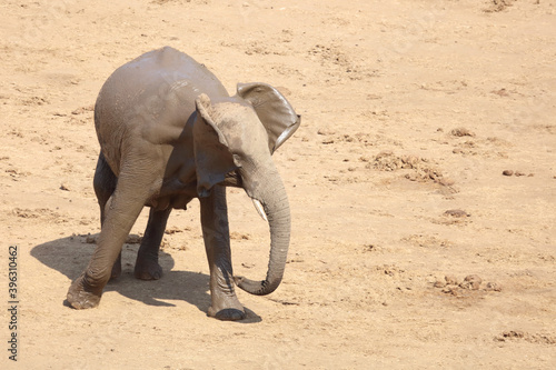 Afrikanischer Elefant   African elephant   Loxodonta africana