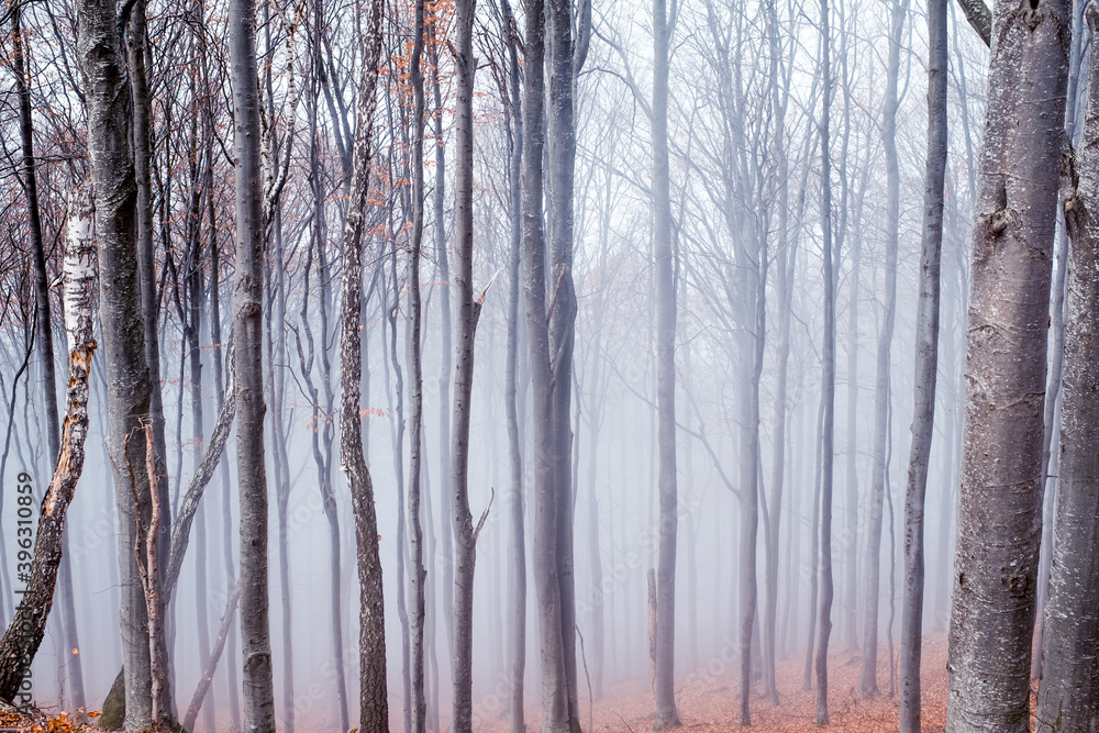 Early morning in the beech forest with fog, Cindrel mountains, Romania Early morning in the beech forest with fog, Cindrel mountains, Romania